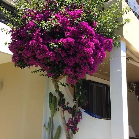 Sofia Menigos No 20 Glyfada (Corfu)
